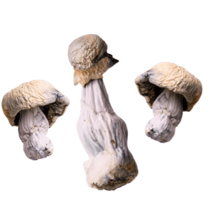 Albino Penis Envy Magic Mushroom For Sale