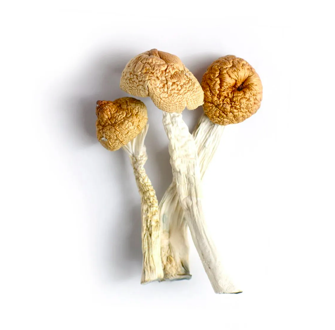 Orissa Magic Mushrooms For Sale Online