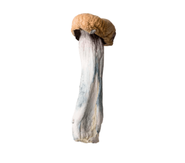 Buy Magic Mushroom Golden Bear Online
