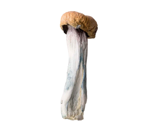 Buy Texas Yellow Cap Magic Mushroom Online